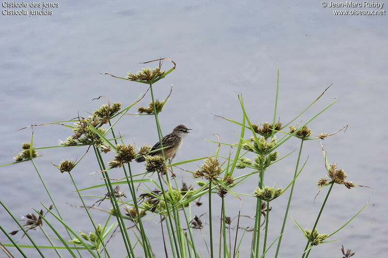 Zitting Cisticola