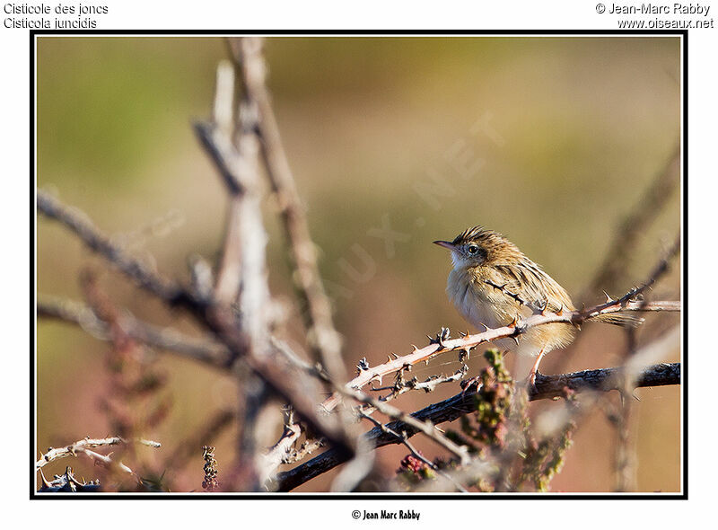 Zitting Cisticola, identification