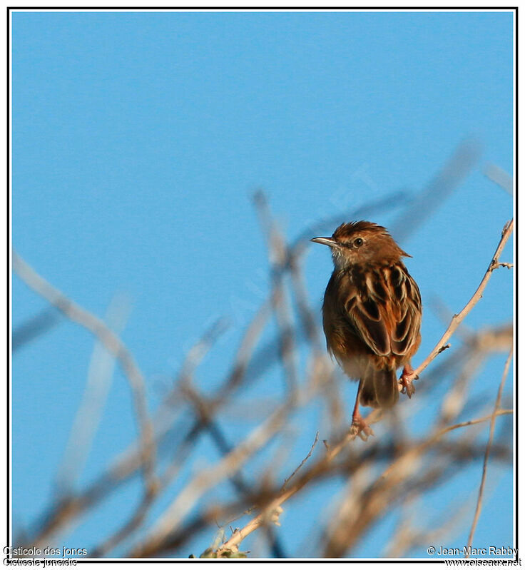 Zitting Cisticola, identification