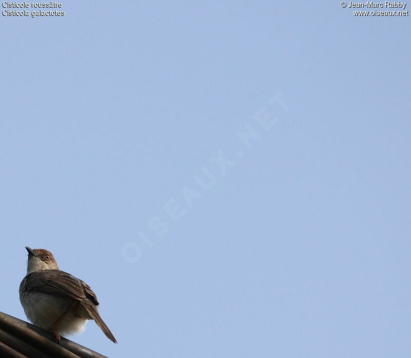 Rufous-winged Cisticola, identification