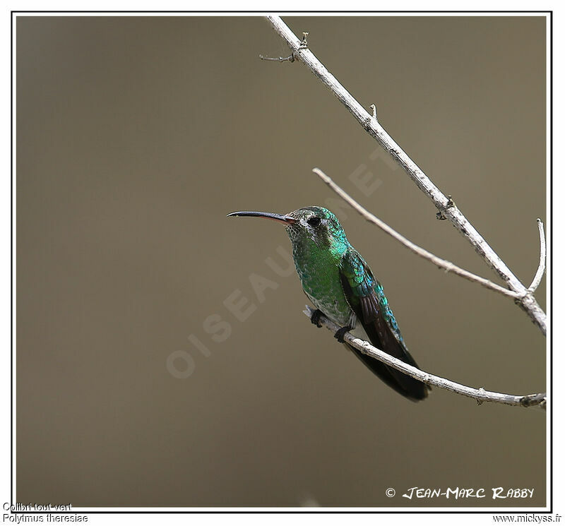 Colibri tout-vert, identification