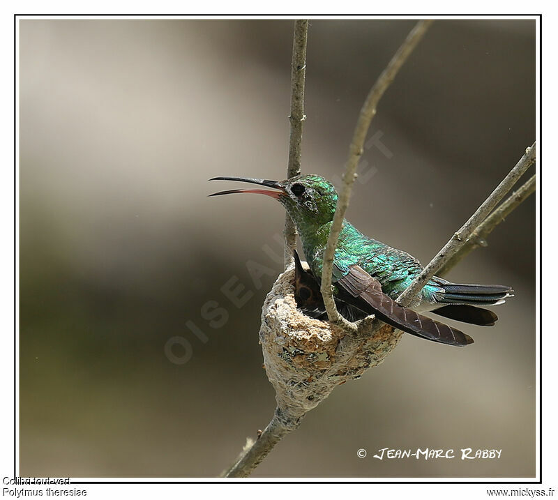 Colibri tout-vert, identification, Nidification