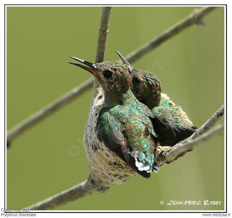 Colibri tout-vertjuvénile, identification, Comportement