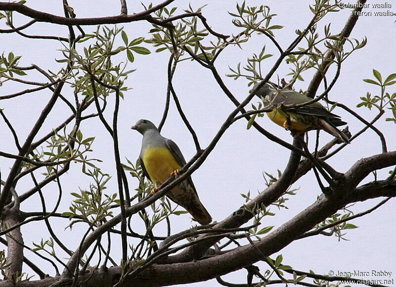 Bruce's Green Pigeon