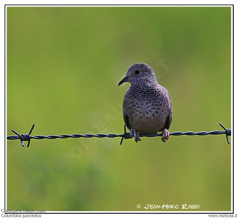 Common Ground Dove, identification