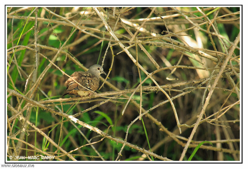 Colombe pygmée, identification