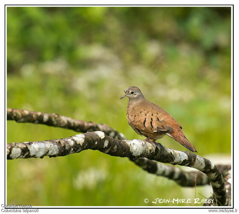 Colombe rousse, identification