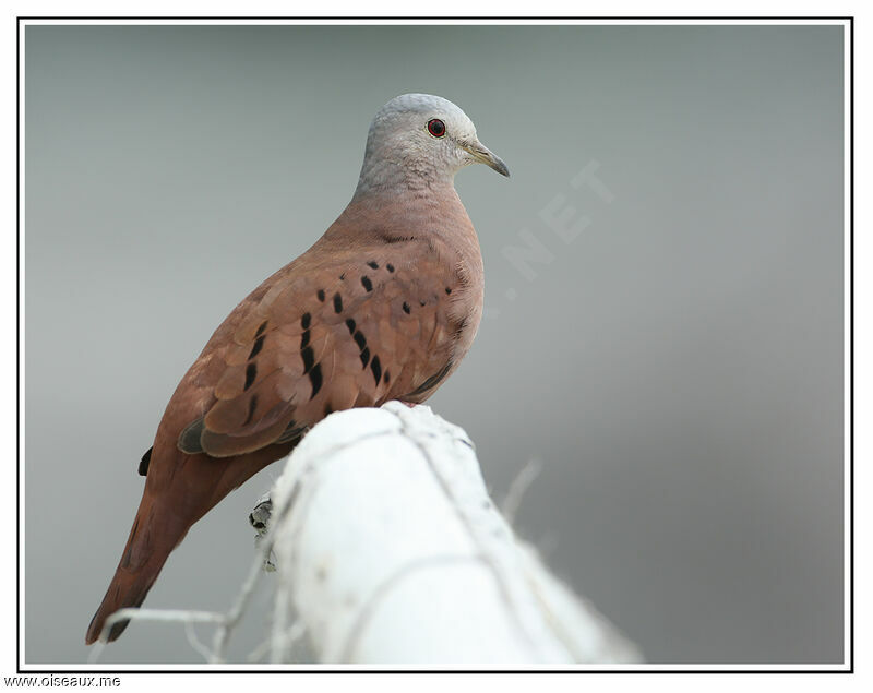 Colombe rousse, identification