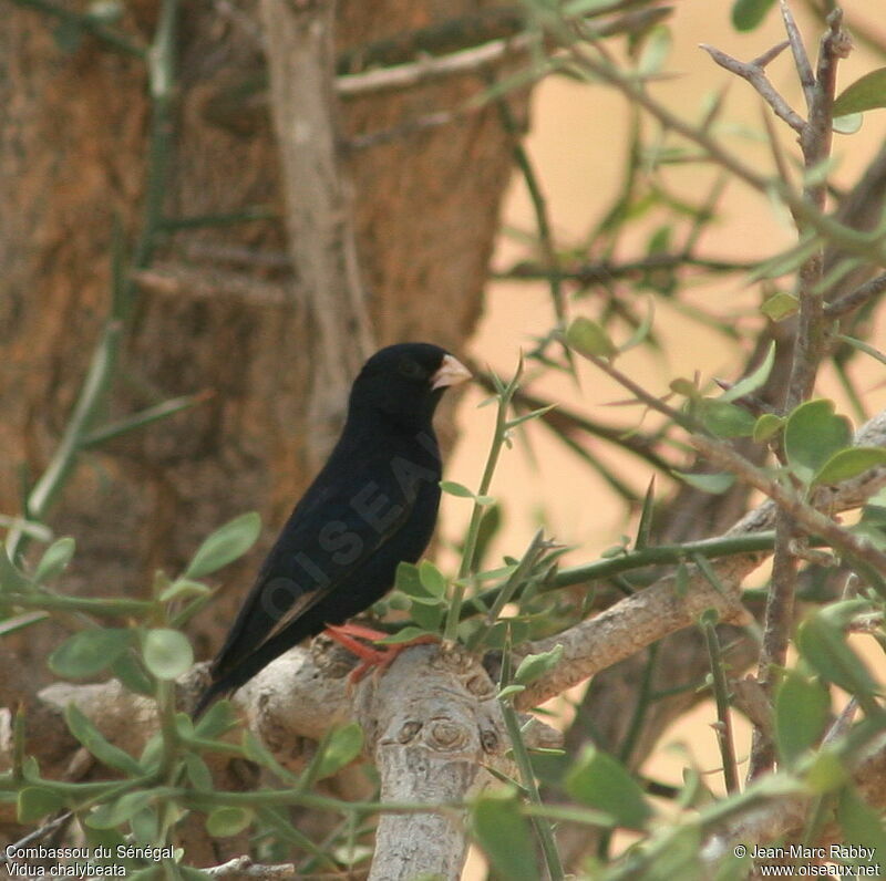 Combassou du Sénégal