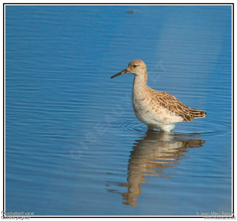 Combattant varié, identification