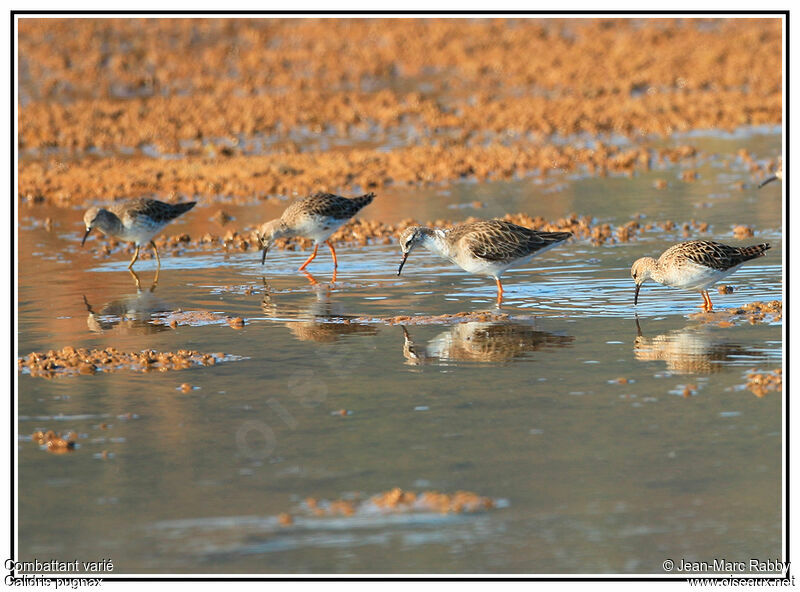 Combattant varié, identification