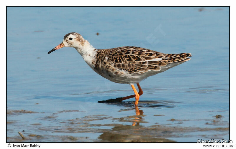 Ruff, identification