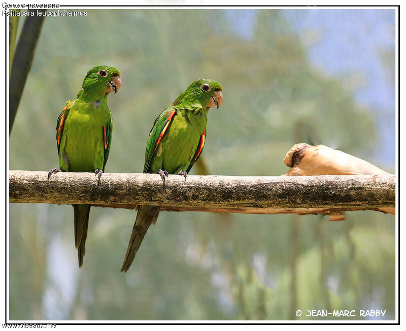 Conure pavouane, identification