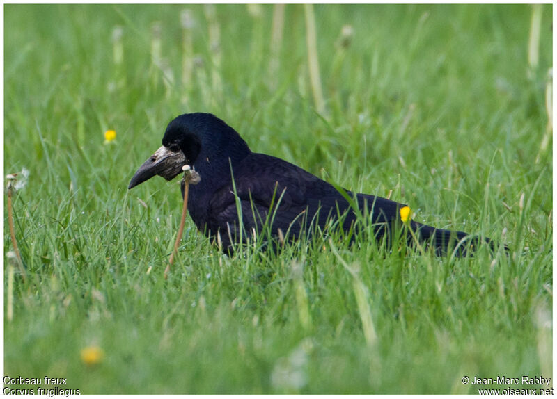 Corbeau freuxadulte, pêche/chasse