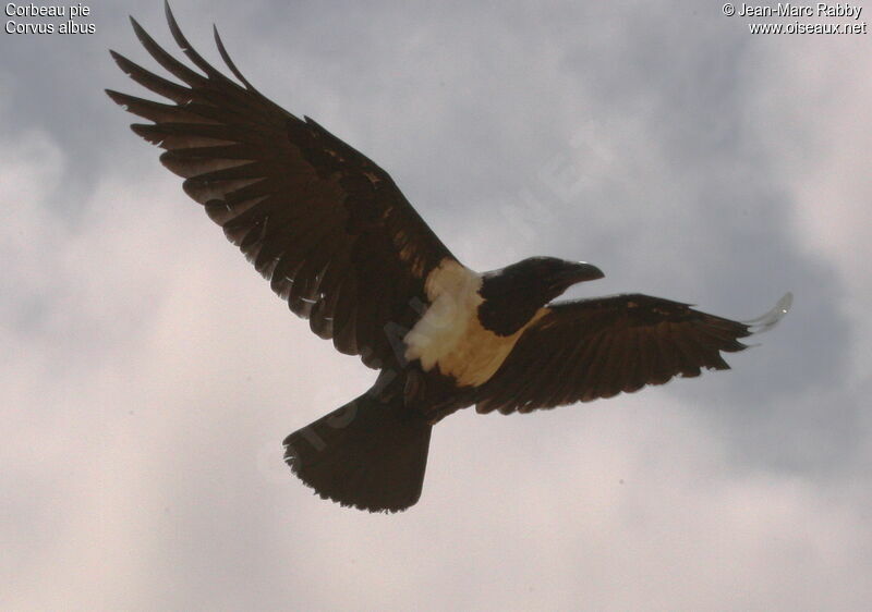 Pied Crow, Flight