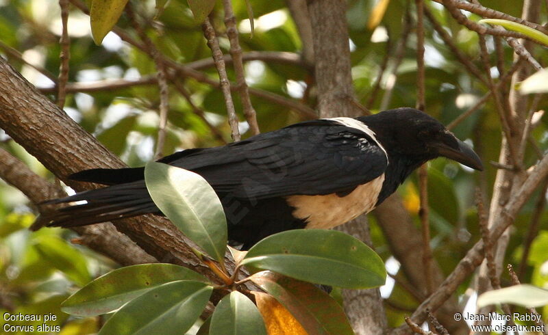 Pied Crow