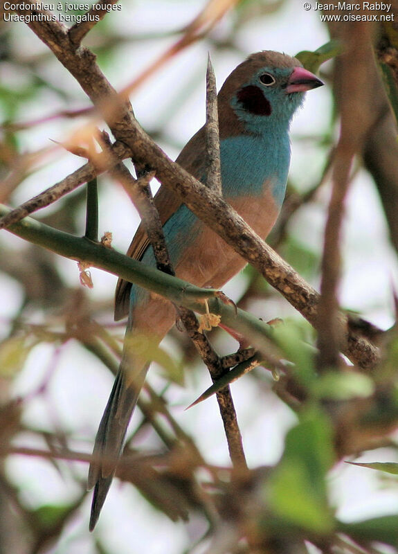 Cordonbleu à joues rouges, identification