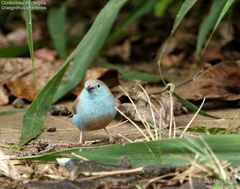 Cordonbleu de l'Angola