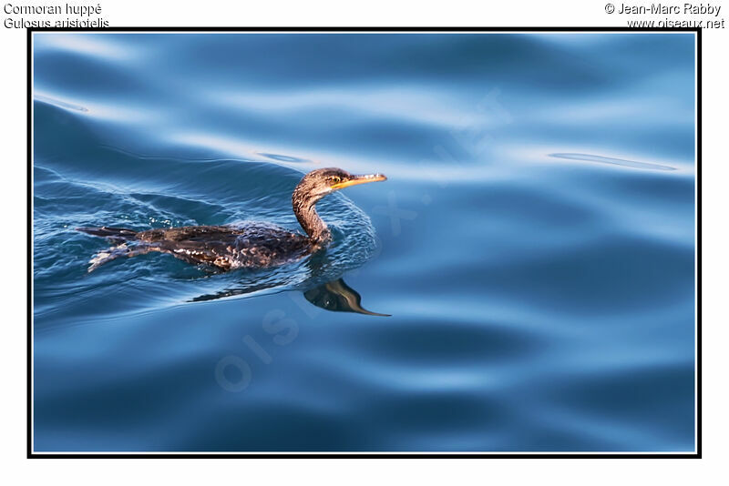 Cormoran huppé, identification