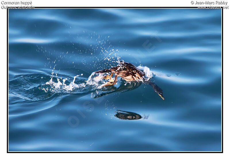 European Shag, identification, Behaviour