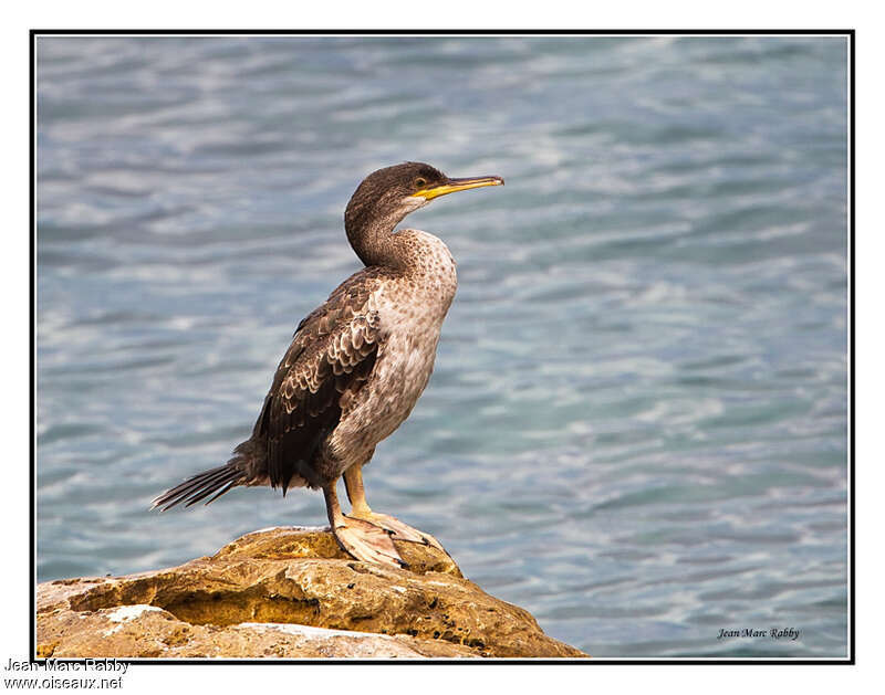 Cormoran huppéjuvénile, identification