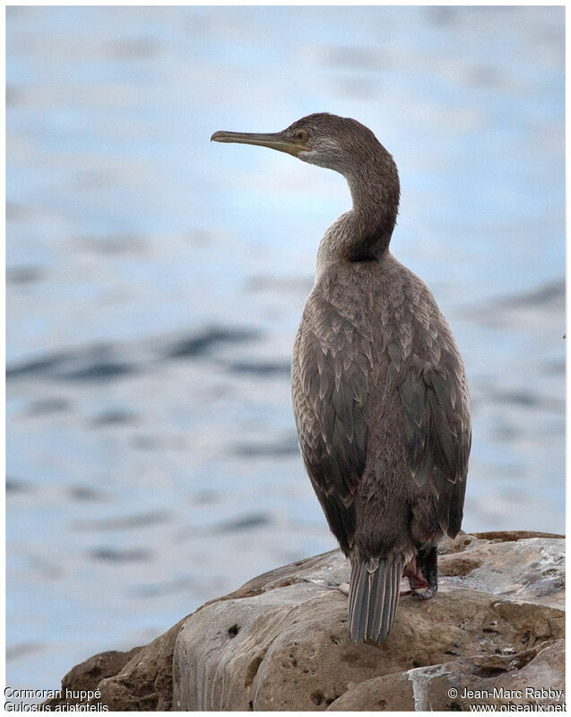 Cormoran huppé, identification