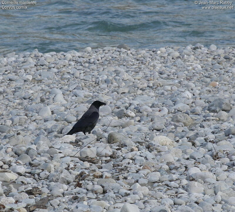 Hooded Crow, identification