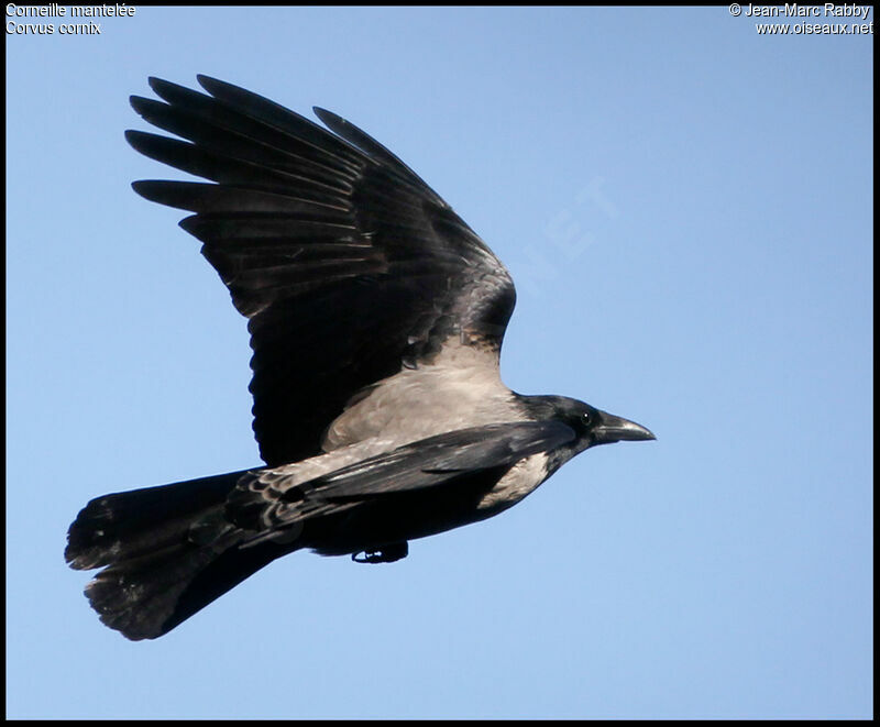 Hooded Crow, identification