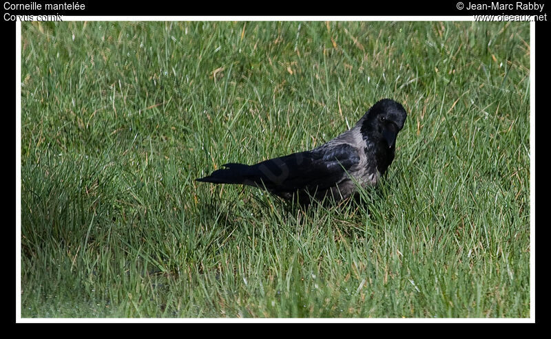 Corneille mantelée, identification