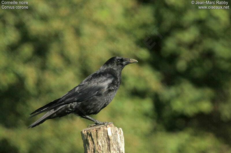 Corneille noire, identification