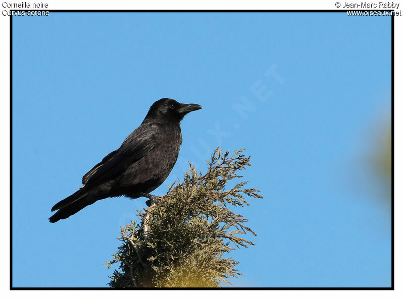 Carrion Crow, identification