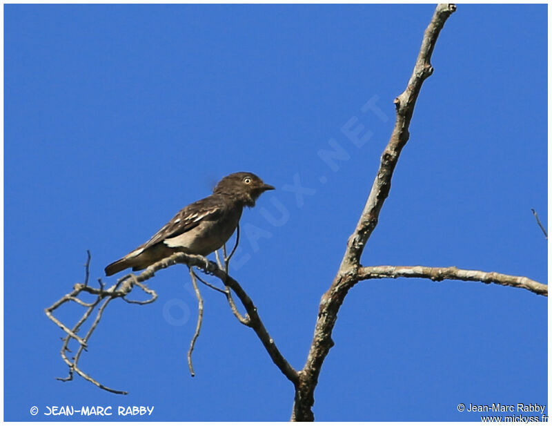 Cotinga pompadour, identification