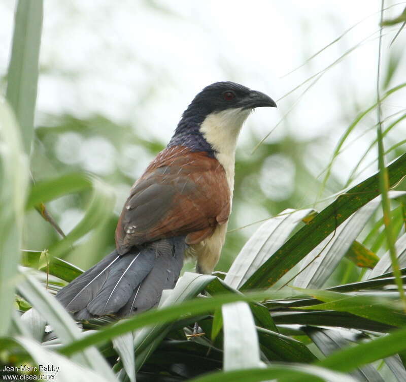 Blue-headed Coucaladult, identification