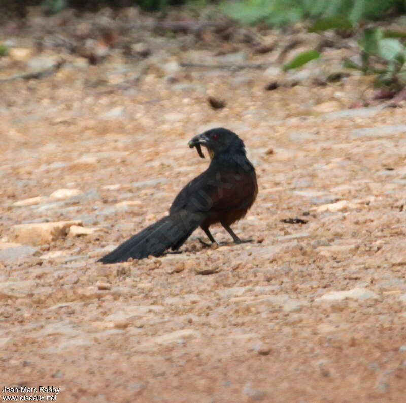 Gabon Coucal