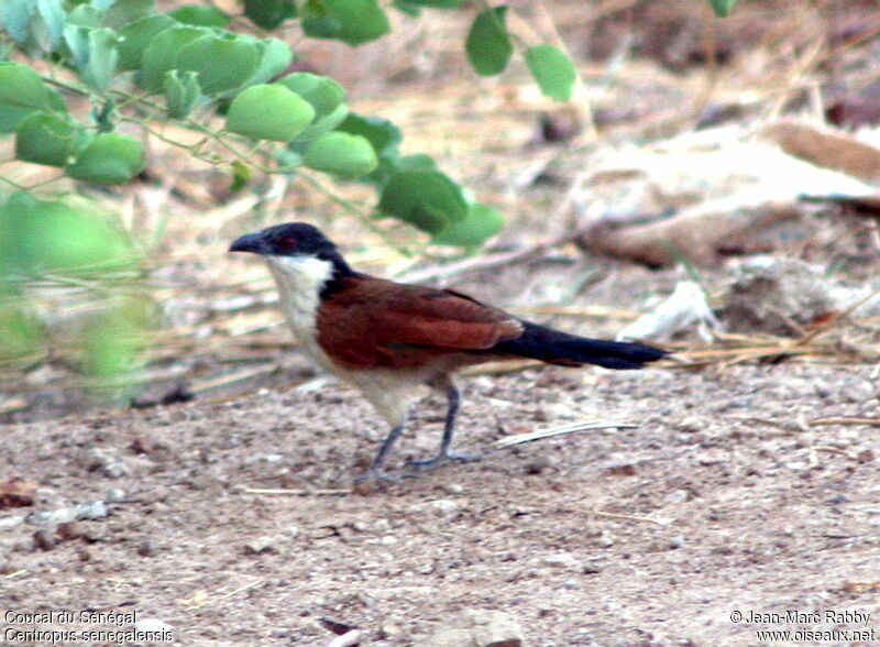 Senegal Coucal