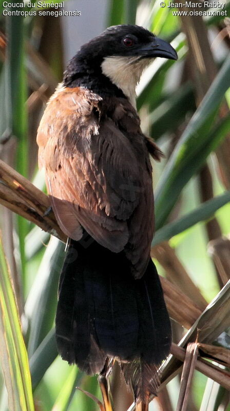 Senegal Coucal, identification