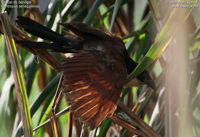 Senegal Coucal, identification