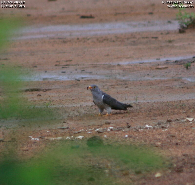 African Cuckoo, identification