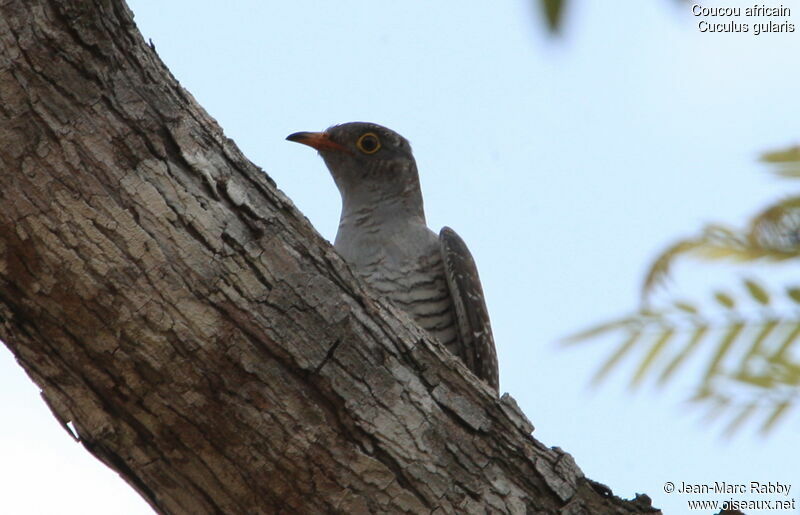 African Cuckoo