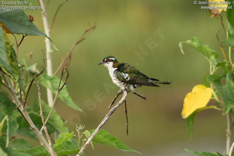 Diederik Cuckoo male immature