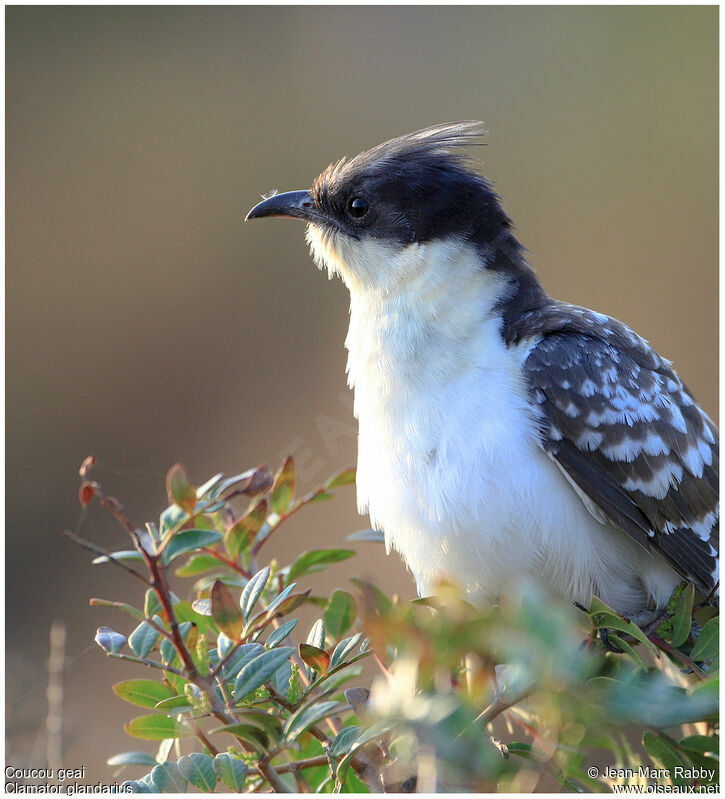 Great Spotted Cuckoo, identification