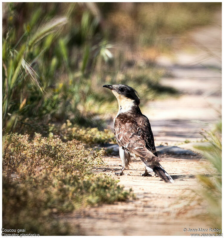 Great Spotted Cuckoo, identification