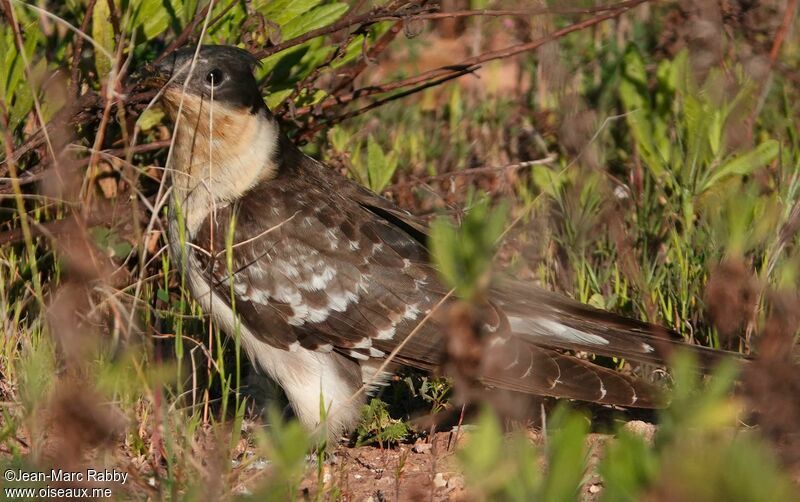 Great Spotted Cuckoo