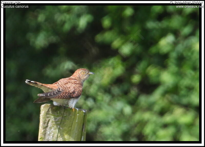 Coucou gris, identification