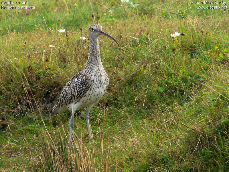 Courlis cendré, identification