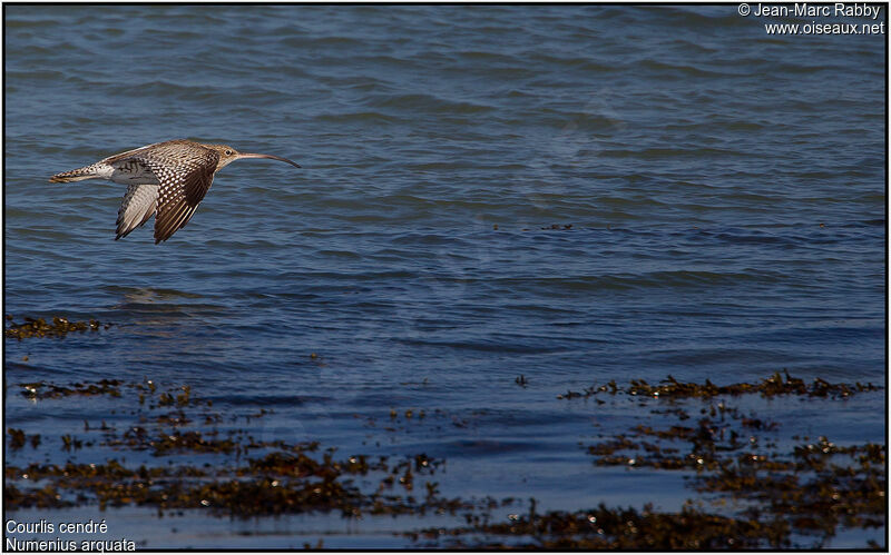 Eurasian Curlew, Flight