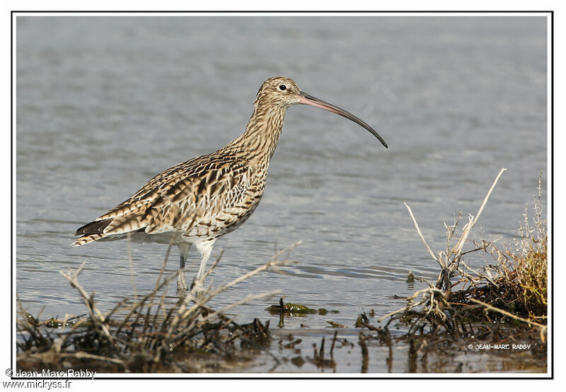 Courlis cendré, identification