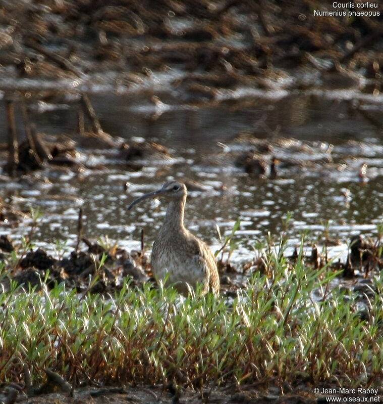 Eurasian Whimbrel