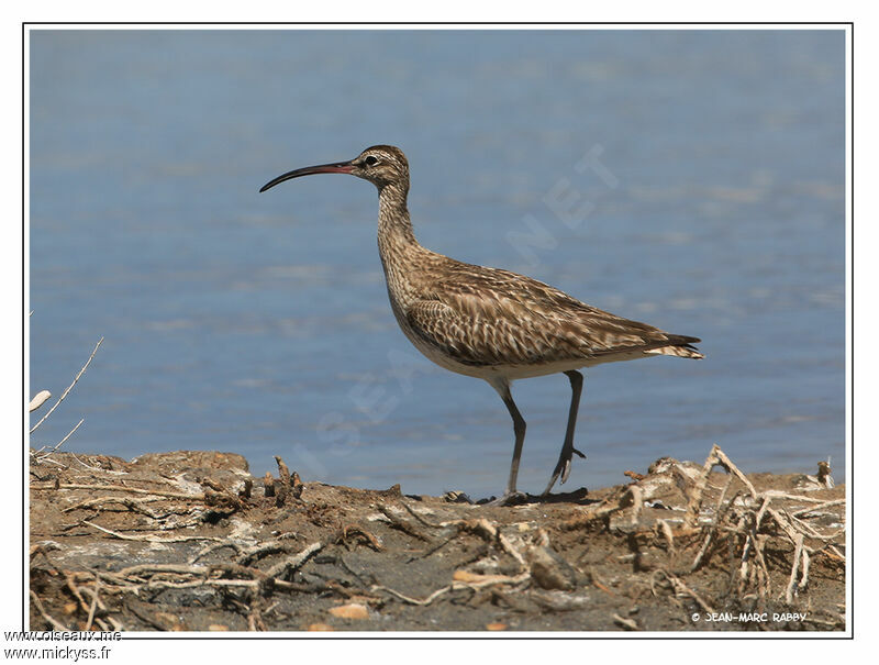 Eurasian Whimbrel, identification