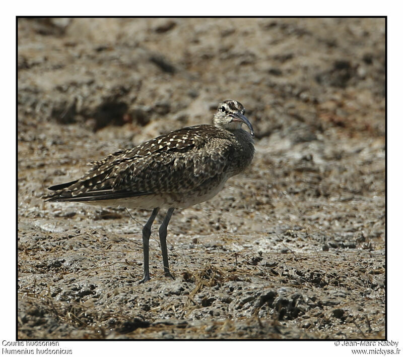 Courlis hudsonien, identification